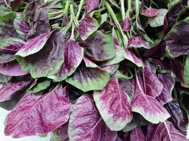 这十二种野菜有毒千万不要吃,这七种野菜有毒不能吃