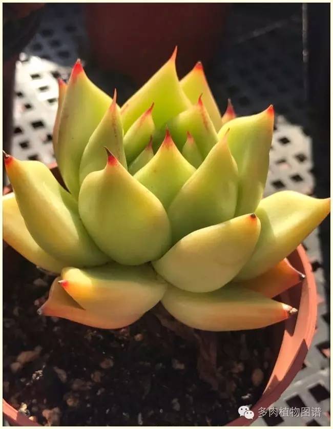 才离家半个月，回来后看到家里的多肉一阵狂喜~