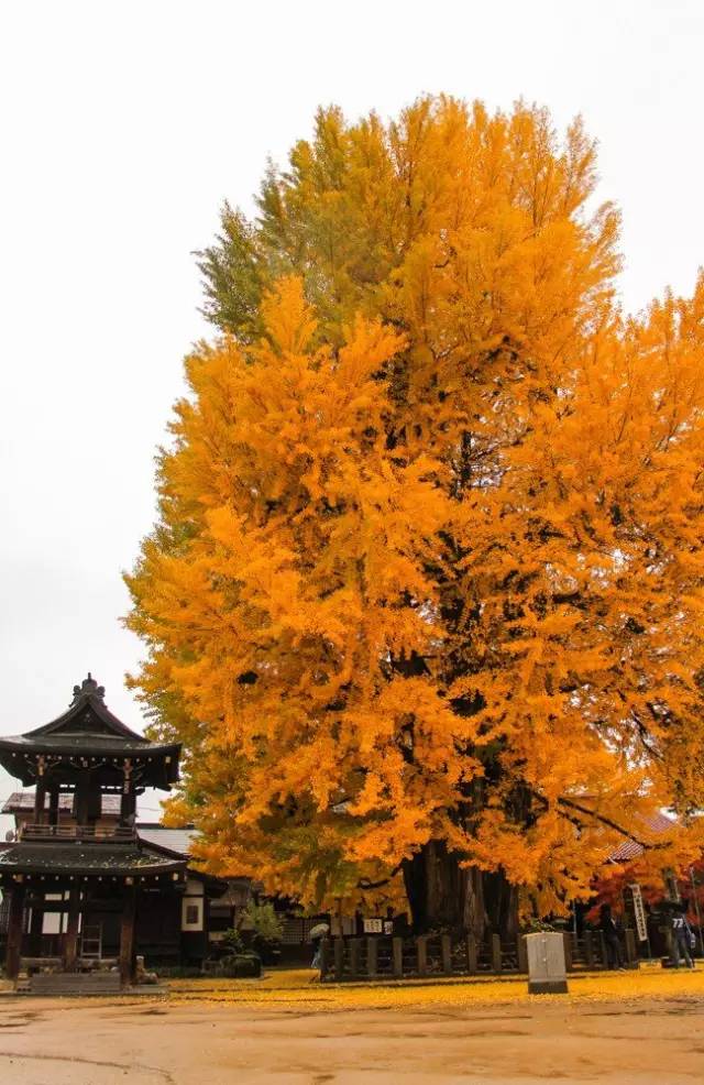 红叶堪比京都，温泉不输北海道的赏枫地，11-12月往返机票￥800+，不用担心人潮说走就走