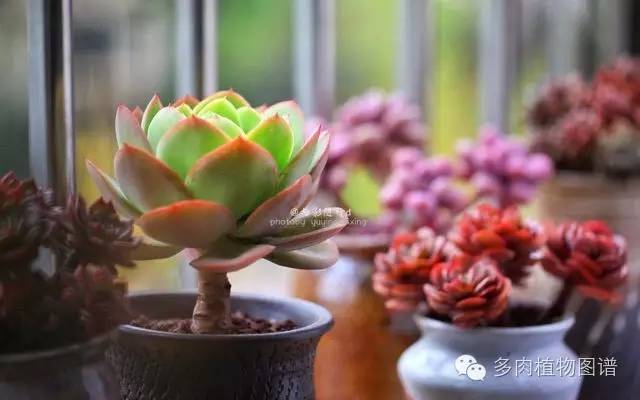 阳台上漂亮的多肉,阳台上的多肉又变美了