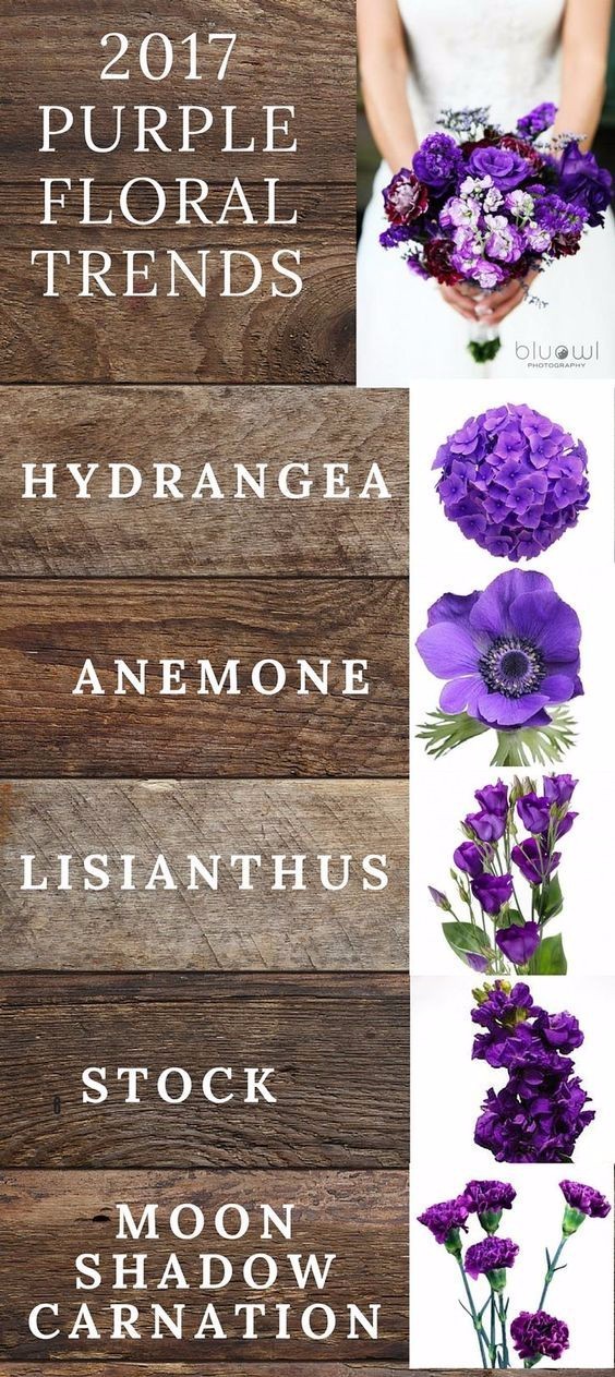 你知道多少种菊花,容易养的花卉品种名字