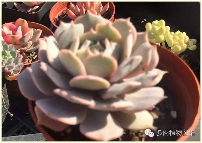 才离家半个月，回来后看到家里的多肉一阵狂喜~