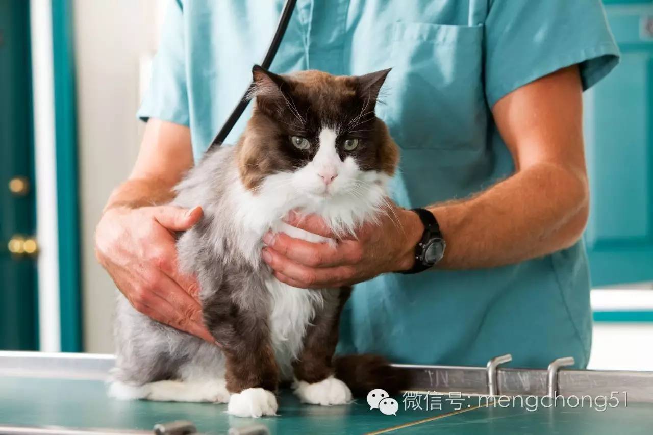 猫咪拉肚子应该怎么办,猫咪拉肚子怎么治疗