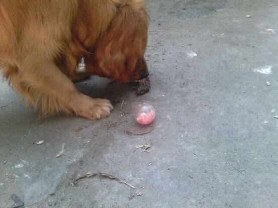 自从家里养了猫老鼠就全跑了,自从养了猫家里老鼠越来越多