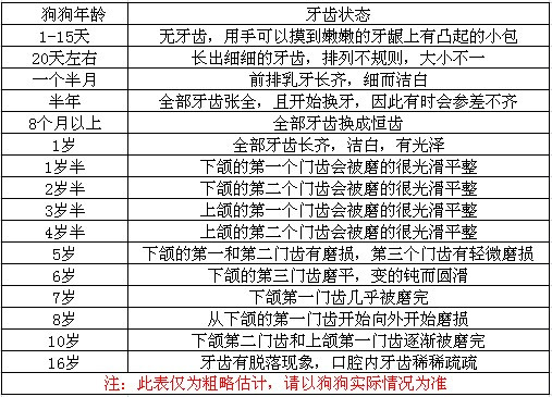 人和狗狗的年龄怎么算？