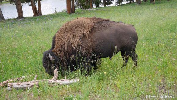 在美国旅游视频教学,美国自由行自驾游