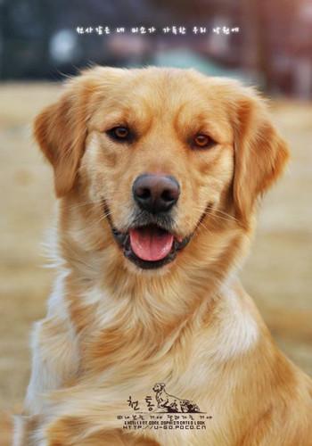 金毛犬训练方法免费教程,金毛犬好训练吗要怎么训练