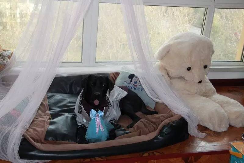 56个中美铲屎官每月花费，对，我就是这么变穷的