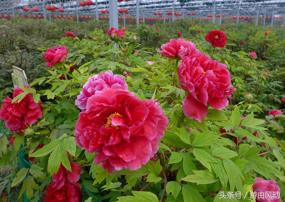 洛阳国际牡丹园门票,洛阳国际牡丹园图