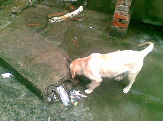 自从家里养了猫老鼠就全跑了,自从养了猫家里老鼠越来越多