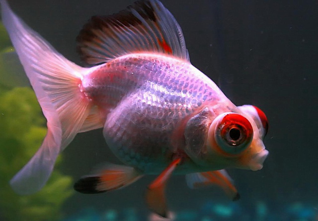 在家养金鱼怎么养才能长得好,家庭养金鱼怎么养才会长得快