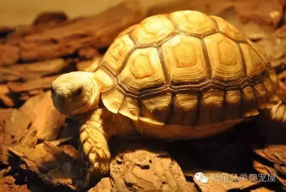 苏卡达2024年可以养了吗,苏卡达养法