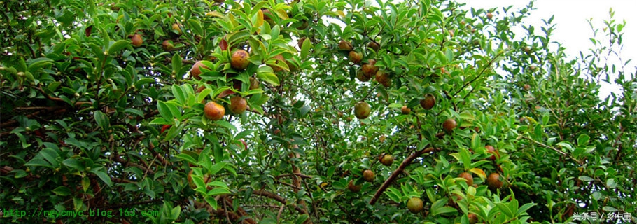 古老压榨山茶油,纯天然古法手工压榨山茶油