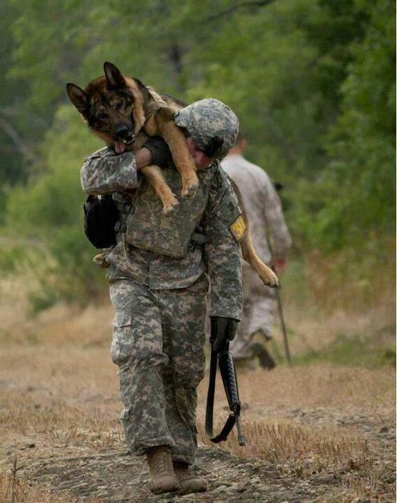 有一种狗叫你扛!狗狗黑背(德牧)的军旅生活!湄公河的哮天犬?