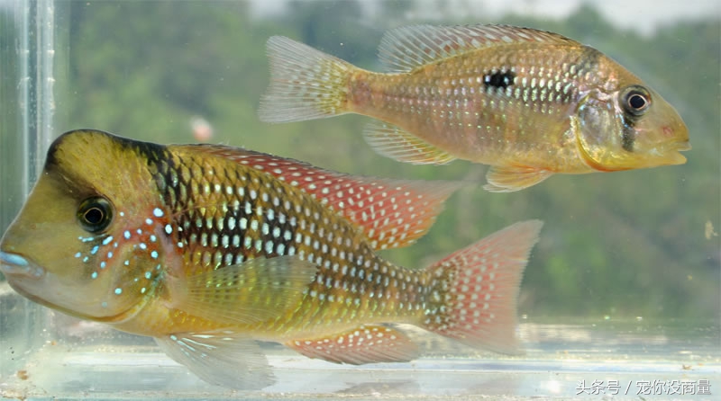 买的硝化细菌真的管用吗,喜尊硝化细菌真的和假的怎么鉴别