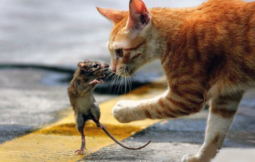 自从家里养了猫老鼠就全跑了,自从养了猫家里老鼠越来越多