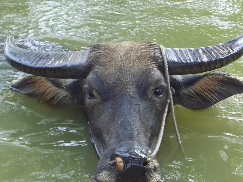 怎么辨别皮革的真假,认识人造革与真皮