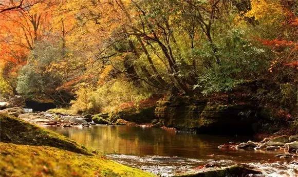 来黎坪看漫天红叶倾尽一城秋色,黎坪红叶照片