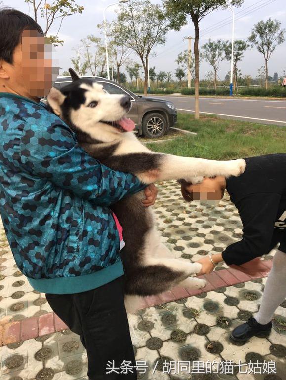 主人带二哈去野外玩,女孩带一群二哈回家过年