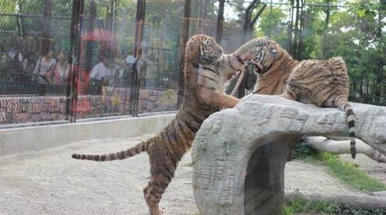上海野生动物园攻略自驾车,上海野生动物园攻略午餐