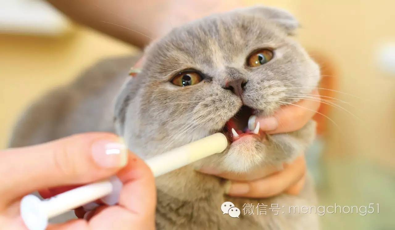 猫咪感染猫瘟怎么解决,猫咪打预防针还会感染猫瘟么