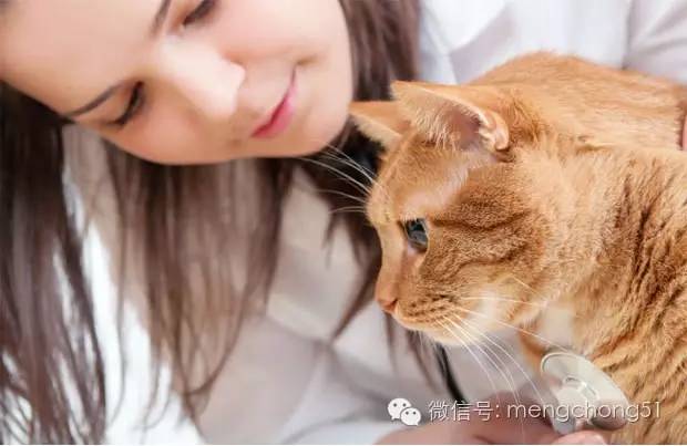 猫咪感染猫瘟怎么解决,猫咪打预防针还会感染猫瘟么