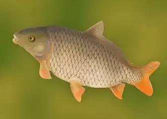 鱼怎样才能放松警惕,如何提高鱼的免疫