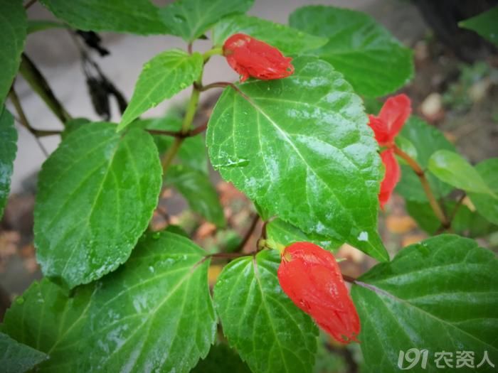 常见野生红花,常见的野红花