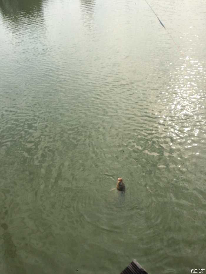 新手入门鱼竿推荐品牌,新手入门推荐鱼竿