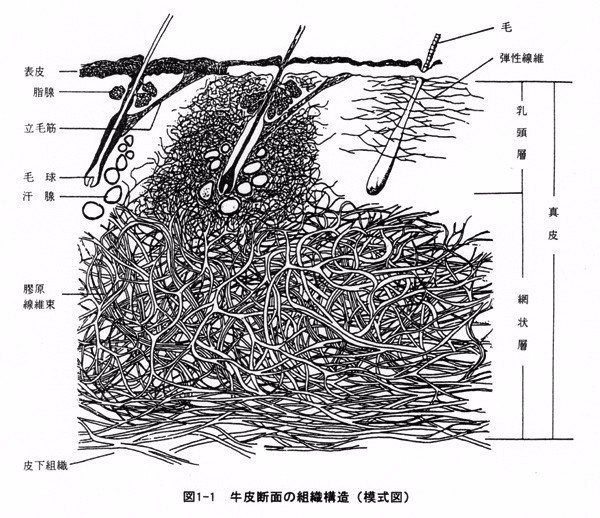 怎么辨别皮革的真假,认识人造革与真皮