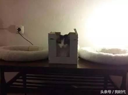 喵星人平常很高冷,喵星人高冷