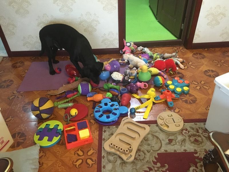 56个中美铲屎官每月花费，对，我就是这么变穷的