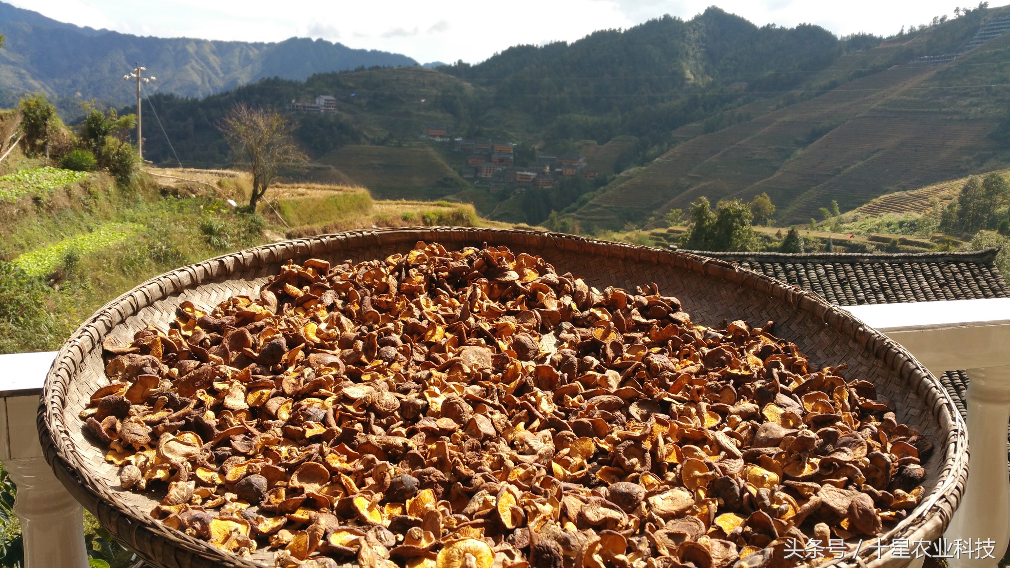 龙胜瑶族大寨龙脊梯田，原创拍摄几十图，有美女出镜哦！