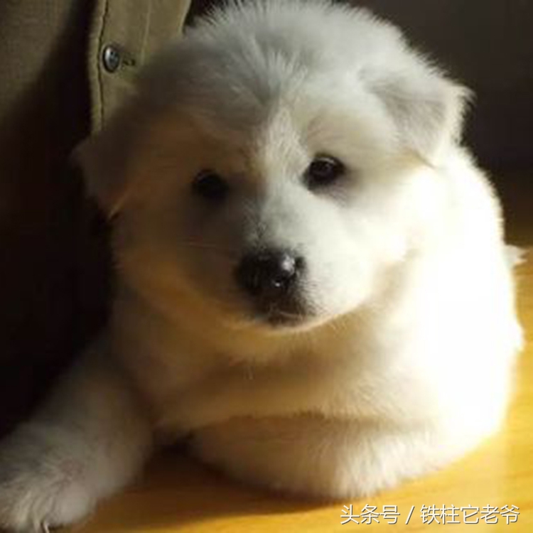 最快上车的阿拉斯加,来不及了快上车配音