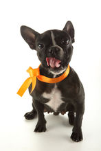 测试斗牛犬,对斗牛犬胆量测试