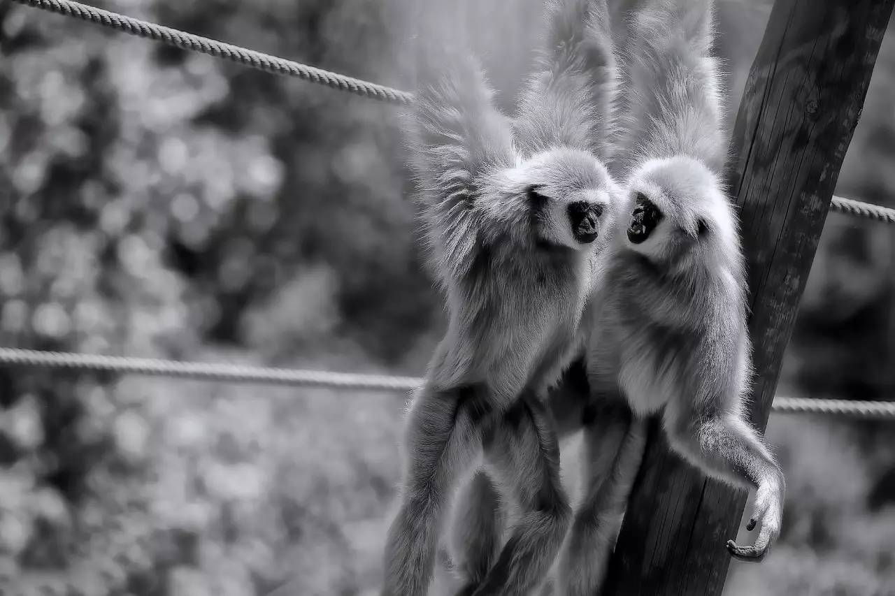 几个细节判断你的宠物是否爱你,如果你的宠物有残疾还会爱它吗