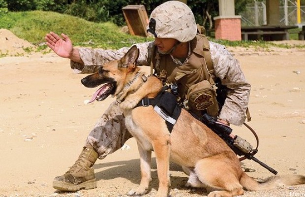 有一种狗叫你扛!狗狗黑背(德牧)的军旅生活!湄公河的哮天犬?