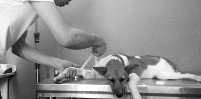 柯利犬适合哪种打虫药,哪些是柯利牧羊犬禁用药