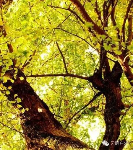 河南最好的红叶银杏叶在哪 (深秋河南哪里可以看银杏)