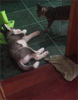 哈士奇惹猫咪秒怂,哈士奇抓猫咪