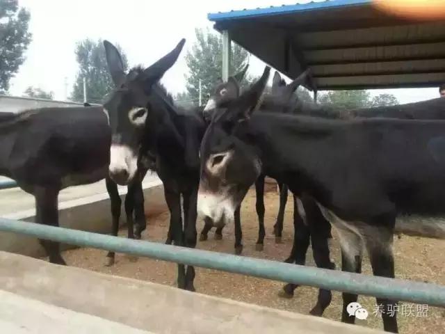 2023年养驴行情分析,农村养驴市场前景分析