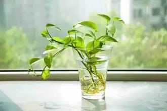 如何净化新房苯,如何给新房快速除甲醛