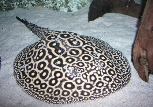 魟鱼营养,饲养魟鱼需要知道些什么