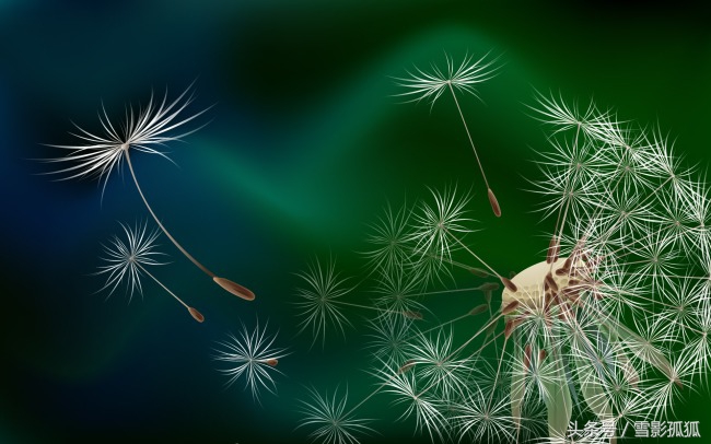 紫色烟花易冷的抖音,紫色烟花凝墨