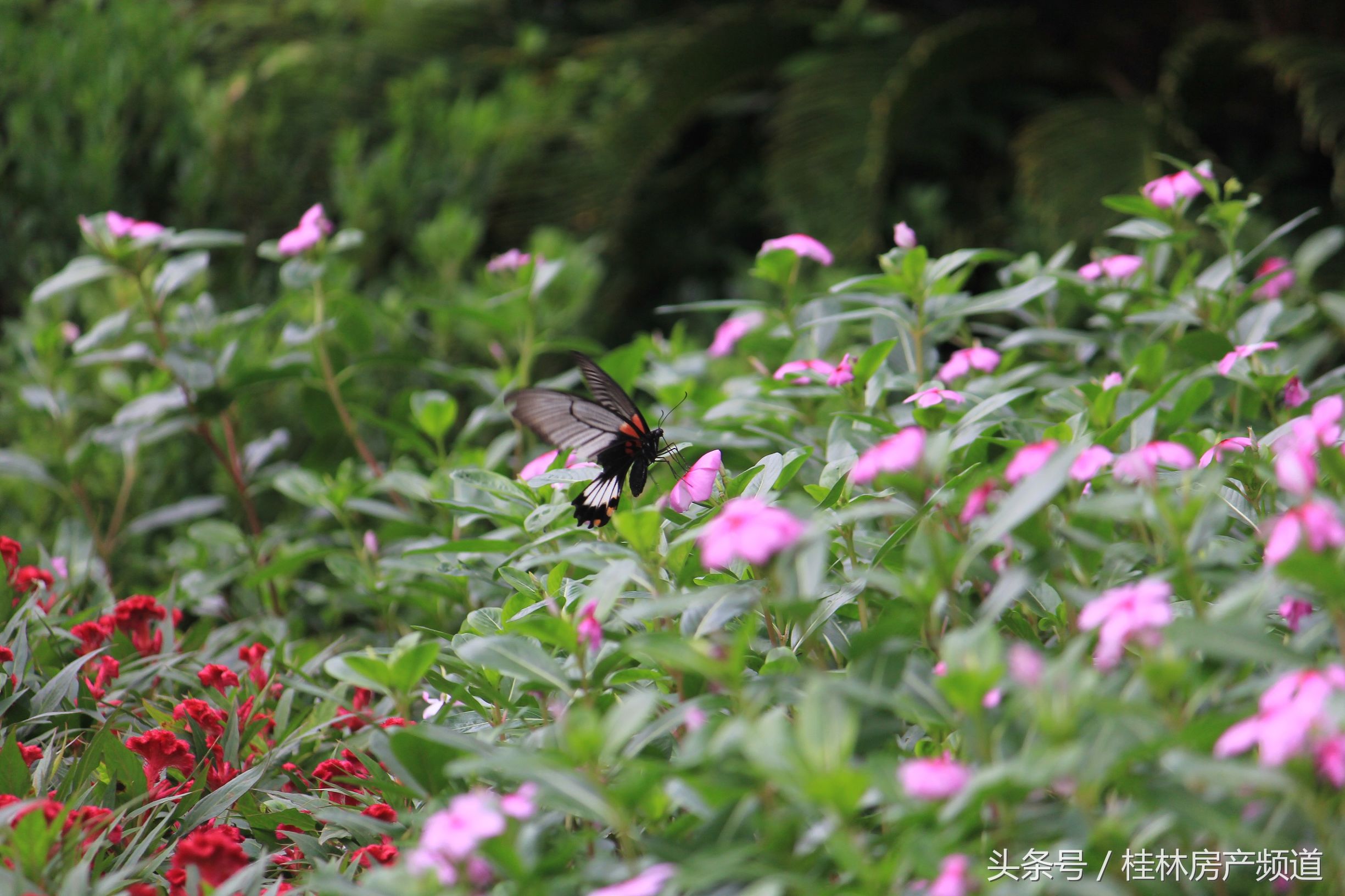 逃离城市寻找生活,远离城市的喧嚣寻找心灵的净土