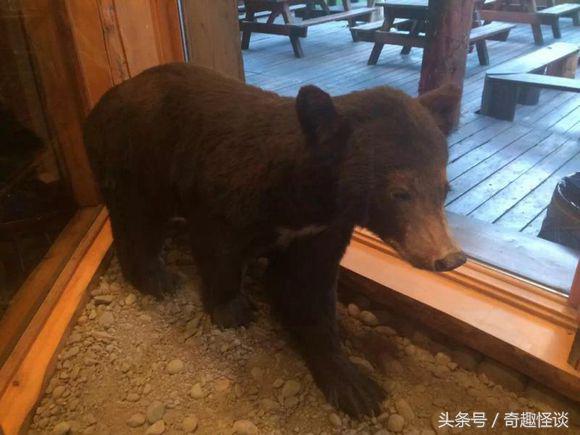 在美国旅游视频教学,美国自由行自驾游
