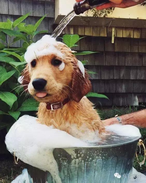 无良宠物店狗狗死亡,无良宠物店让人寒心