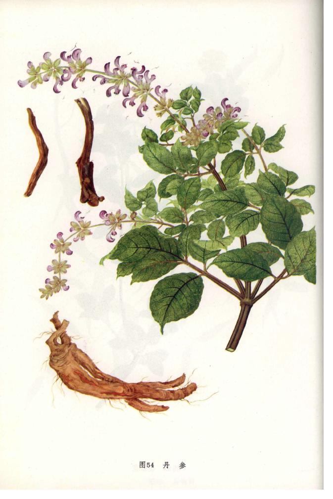 常见中草药祛除难缠*疮痤**