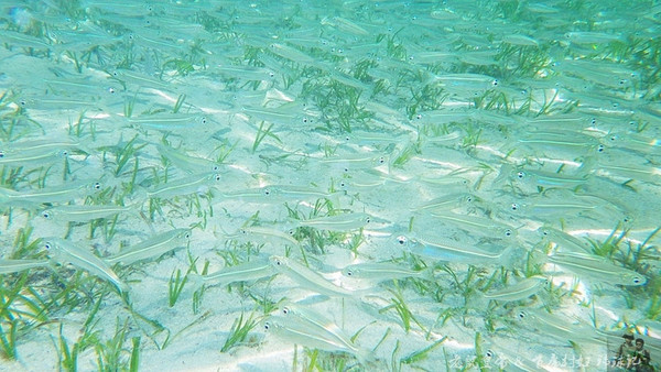 帕劳海底世界完整视频,帕劳潜水遇到的海底生物