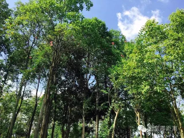 金堂健身不打烊,金堂健身步道完整版